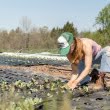 Se schimba nevoile fermierilor in timp? Ce tipuri de utilaje agricole sunt cautate