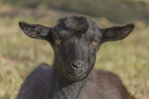 durerea de burtica la copii