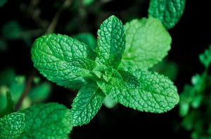 ceai de menta la bebelusi