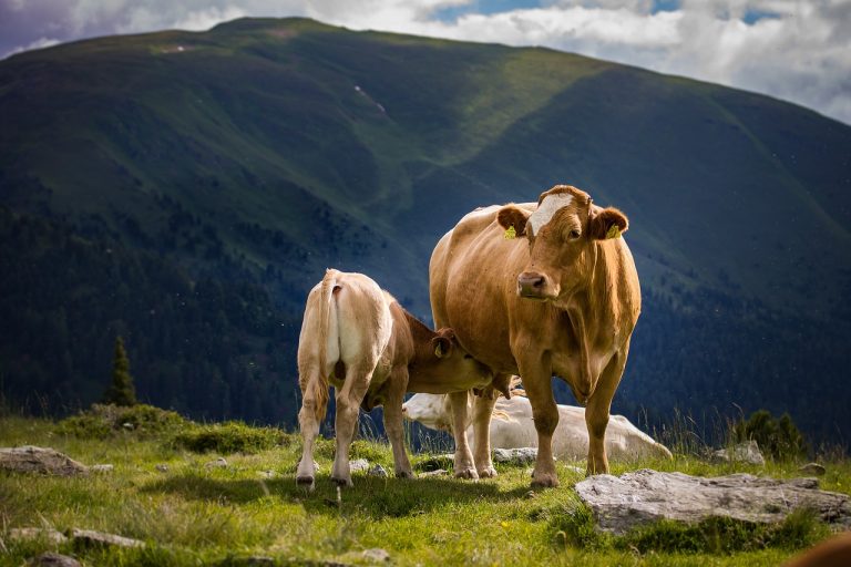 strugurii in alaptare