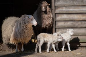 program de somn bebe 4 luni